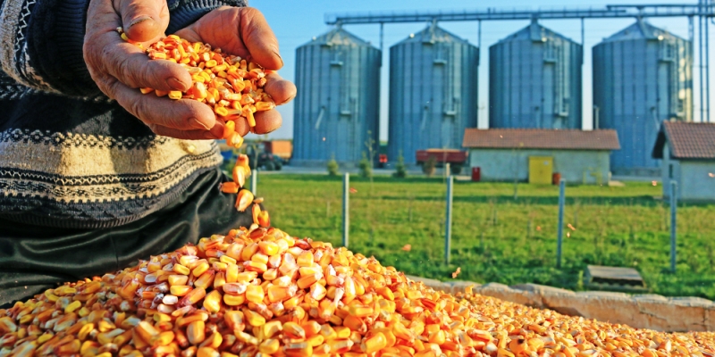 Apa Sih Bedanya Agribisnis  Agroteknologi dan 